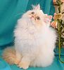 Himalayan kittens North Carolina